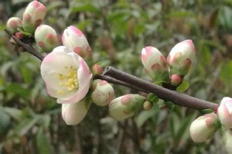 海棠花 风水水位